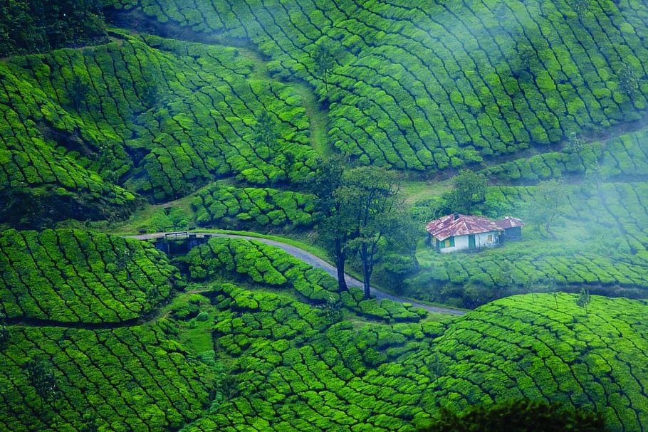 Day 04: Munnar (Approx. 40-45 km / 3-4 hrs)